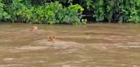 Pescador flagra tr&ecirc;s on&ccedil;as atravessando Rio Taquari, em Coxim
