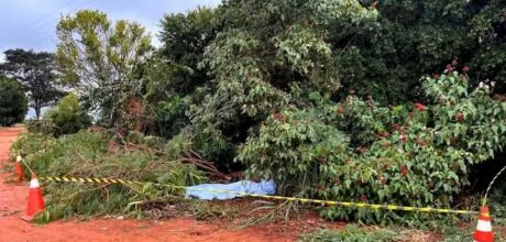 Homem morre eletrocutado enquanto podava &aacute;rvore em propriedade rural
