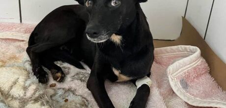 Homem &eacute; preso ap&oacute;s ser flagrado praticando abuso contra cadela em MS
