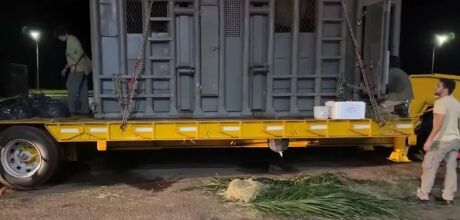 Comboio com elefanta resgatada passa por S&atilde;o Gabriel do Oeste a caminho de santu&aacute;rio em MT
