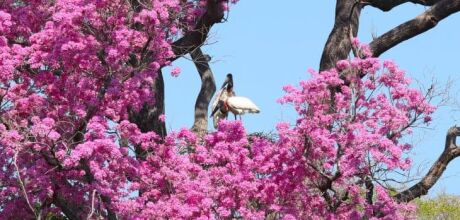 Pantanal registra maior redu&ccedil;&atilde;o percentual de supress&atilde;o vegetal entre biomas brasileiros em 2024
