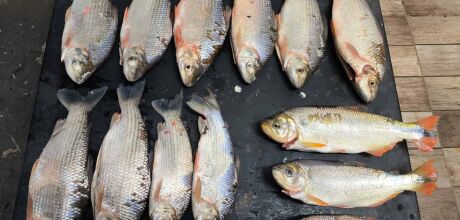 Dupla &eacute; flagrada pescando sem licen&ccedil;a e com
peixes fora da medida permitida em Coxim