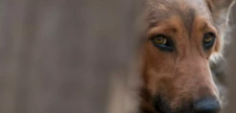 Pol&iacute;cia investiga morador que atra&iacute;a cachorros para estuprar e matar em MS