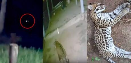 Algo est&aacute; acontecendo no Pantanal? Por que felinos chegam cada vez mais perto de cidades?
