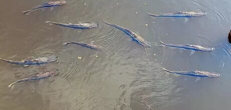 Decoada ressurge com for&ccedil;a no Pantanal
e come&ccedil;a a provocar morte de peixes