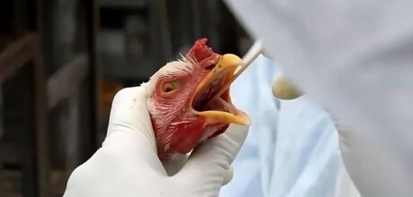 Brasil se declara pa&iacute;s livre
da gripe avi&aacute;ria
