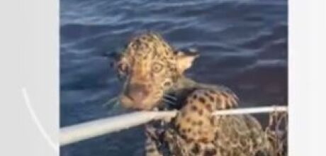 Pescador 'fisga' e ajuda filhote de on&ccedil;a a atravessar rio no Pantanal de MS