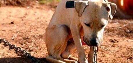 Homem que manteve cachorro amarrado com arame &eacute; preso
