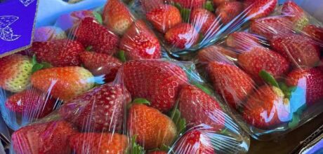 Procura por morango cresce 50% na Ceasa-MS ap&oacute;s sobremesa viralizar nas redes sociais
