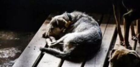 Crueldade: homem &eacute; preso ap&oacute;s castrar cachorro com canivete em MS