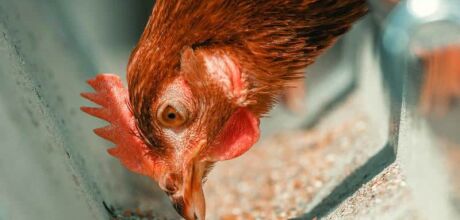 Dia da Avicultura destaca integra&ccedil;&atilde;o entre gr&atilde;os e produ&ccedil;&atilde;o de aves em Mato Grosso do Sul
