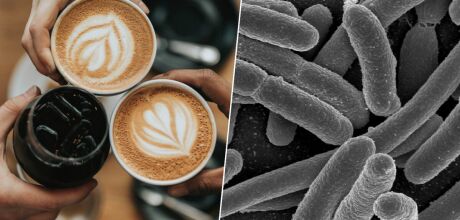 Caf&eacute; &eacute; descoberto como um grande aliado da nossa microbiota
