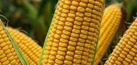 Colheita do milho em MS supera expectativas e fecha ciclo com recorde de produtividade