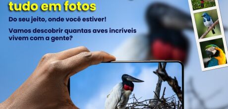 Big Day Coxim 2025: iniciativa incentiva moradores a fotografar aves e valorizar a natureza