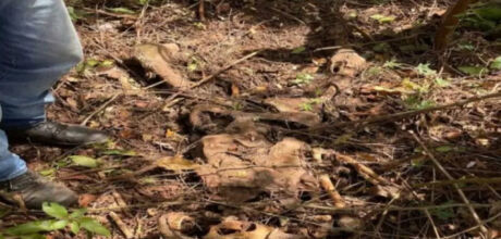 Ossada humana &eacute; encontrada em &aacute;rea rural em MS