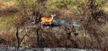 Monitoramento aponta redu&ccedil;&atilde;o de 79% nos inc&ecirc;ndios no Cerrado e 98% no Pantanal em 2025