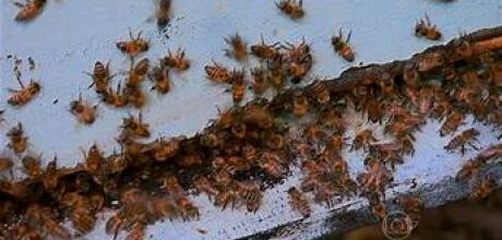 Calor Extremo Aumenta o Risco de Ataques de Escorpi&otilde;es e Abelhas