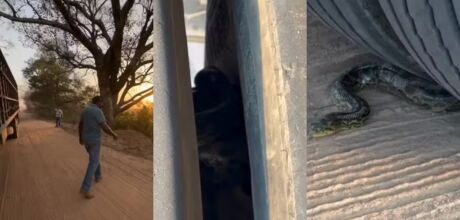 Carona inusitada: motorista sente trepida&ccedil;&atilde;o e descobre sucuri na roda do caminh&atilde;o em MS