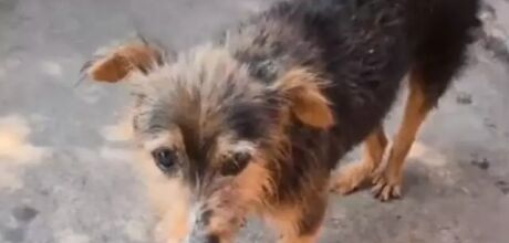 C&atilde;o &eacute; abusado sexualmente e submetido a eutan&aacute;sia por intenso sofrimento em MS