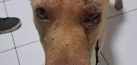 Homem &eacute; preso por agredir cachorro com enxada na frente das filhas em Dourados
