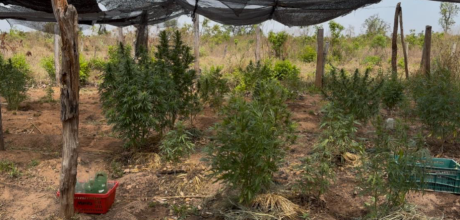 Opera&ccedil;&atilde;o interestadual prende suspeito de tr&aacute;fico e apreende planta&ccedil;&otilde;es de maconha em MS
