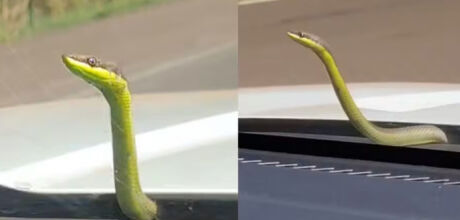 Cobra 'pega carona' em cap&ocirc; de ambul&acirc;ncia e surpreende socorristas durante resgate em MS