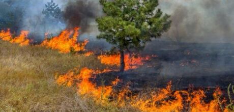 Parque Estadual Nascentes do Rio Taquari sofre com inc&ecirc;ndio devastador 