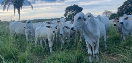 Produtores t&ecirc;m at&eacute; 1&ordm; de dezembro para declarar rebanho e atualizar cadastro rural em MS