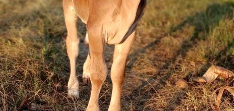 Programa Precoce MS impulsiona pecu&aacute;ria jovem e fortalece sustentabilidade no campo
