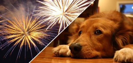 Leitores pedem conscientiza&ccedil;&atilde;o: fogos de artif&iacute;cio causam sofrimento em animais em Coxim