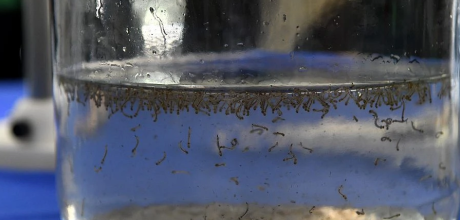 MS registra 8.319 casos de dengue e 7.546 casos confirmados de Chikungunya
