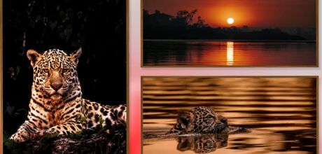 Fot&oacute;grafo brasileiro leva o Pantanal &agrave; Art Basel Miami 2025