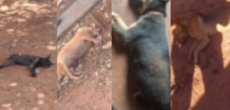 Idoso &eacute; preso por envenenar e matar mais de 20 animais em MS