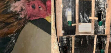 Casa de rinha de galo localizada a menos de 100 metros de quartel da PM &eacute; fechada em MS