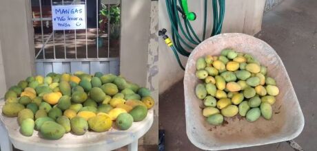 'N&atilde;o levar a mesa': moradora brinca ao distribuir manga na cal&ccedil;ada de casa em MS