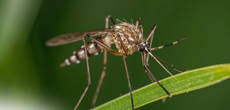 Avan&ccedil;o da dengue em MS acende alerta em Coxim no in&iacute;cio de 2026