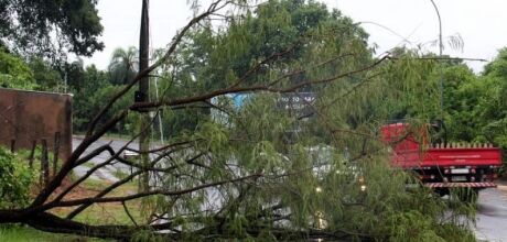 Com chuvas do ver&atilde;o, Corpo de Bombeiros orienta sobre riscos de queda de &aacute;rvores em MS
