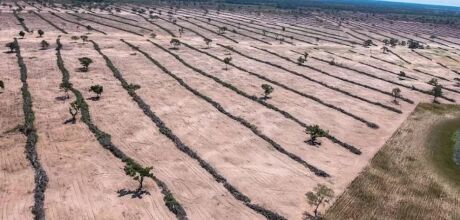 Desmatamento no Pantanal cresce 16,5% em 2024, com Mato Grosso do Sul concentrando 76% da perda