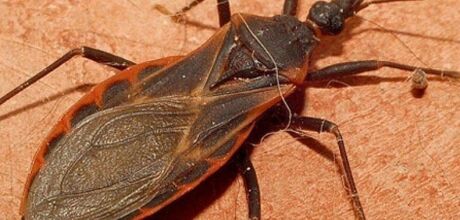 Monitoramento aponta presen&ccedil;a de vetores de Chagas e leishmaniose e identifica focos em MS