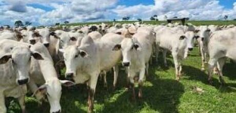 Fraude envolvendo venda de gado leva empres&aacute;ria a perder R$ 60 mil em Rio Verde de Mato Grosso