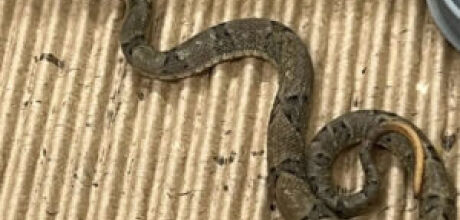 Iti malia! Resgatada, serpente mais perigosa do Brasil d&aacute; &agrave; luz 17 beb&ecirc;s em MS