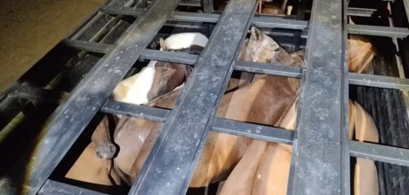 Cavalo &eacute; encontrado morto e motoristas s&atilde;o autuados por maus-tratos
