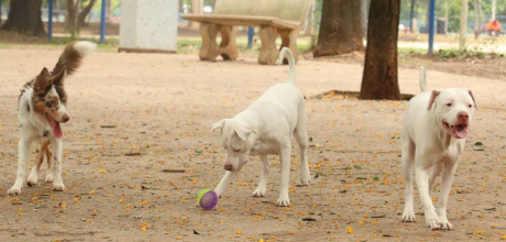 Projeto do Estatuto dos C&atilde;es e Gatos prev&ecirc; at&eacute; 10 anos de pris&atilde;o por matar ou torturar animais
