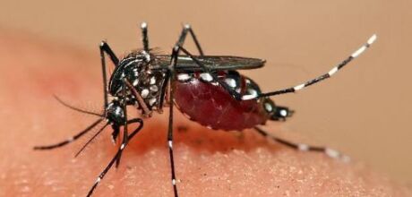 Mato Grosso do Sul mant&eacute;m alerta contra dengue com novos casos confirmados em 2026