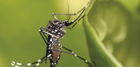 Casos de chikungunya crescem em Mato Grosso do Sul e refor&ccedil;am alerta para preven&ccedil;&atilde;o nas cidades
