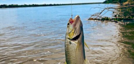 Reabertura da pesca deve impulsionar economia e turismo em Coxim