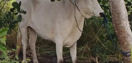 Pol&iacute;cia Militar Rural recupera oito bovinos furtados no Pantanal do Paiagu&aacute;s, em Corumb&aacute;
