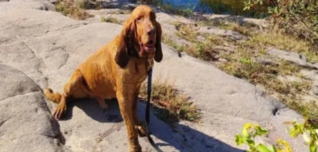 Corpo de Bombeiros de Coxim lamenta a morte do c&atilde;o farejador Chef&atilde;o