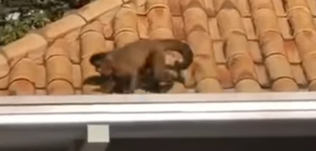 Macaco-prego &eacute; capturado dentro de cozinha em condom&iacute;nio pr&oacute;ximo ao Parque dos Poderes, na Capital
