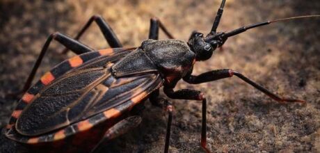 Coxim entra em alerta ap&oacute;s identifica&ccedil;&atilde;o de barbeiros em monitoramento de sa&uacute;de no norte do Estado